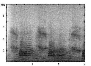 Hausesel | Equus asinus f. asinus - Lautfolge