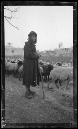 Fellachenhirte mit Schafherde, Samaria (= Samarien, Westjordanland)