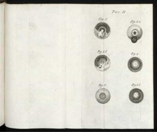 Tav. II. Fig. 5. [bis] Fig. 8.b