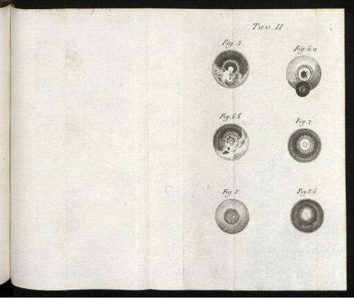 Tav. II. Fig. 5. [bis] Fig. 8.b