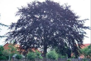 Blutbuche in Garten am Friedhof