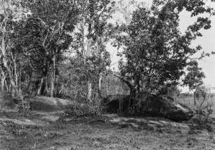 Strauchvegetation : Büsche, Sträucher und Bäume in Brasilien.