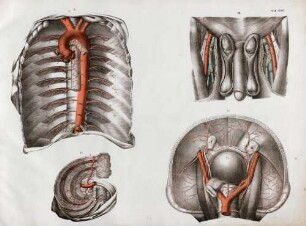 Das Bruststück der Aorta / der Verlauf der unteren Bauchdecken-Schlagader