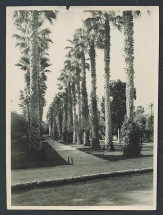 [Fotos von Gotthold Weils Orientreise 1927-1928]