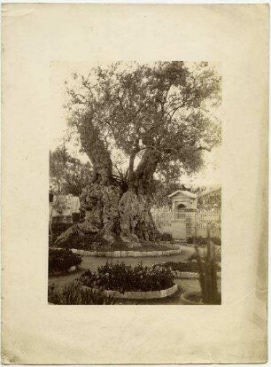 [Jerusalem, Garten Gethsemane]