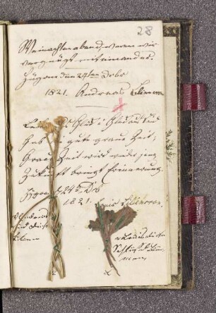 Getrocknete Blumen, Eintrag