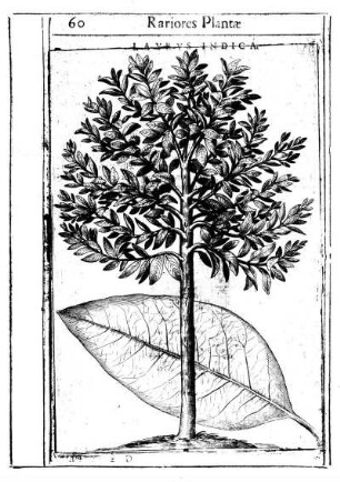 [De Lavro Indica. Capvt Qvartvm.]