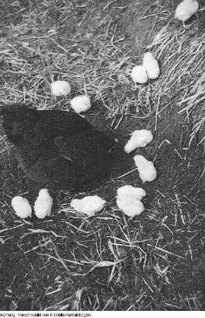 Spreewald, Kulturgruppe Lübben, Lübbenau-Lehde, April 1952