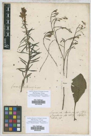 Limonium