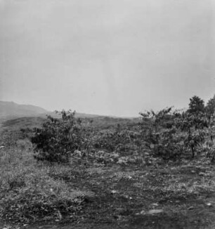 Panoramaaufnahme (Kamerunreise 1937)