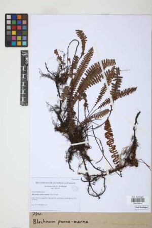 Blechnum penna-marina (Poir.) Kuhn