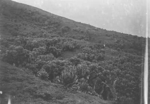 Vegetation der Virunga-Vulkane : Die Vegetationslandschaft am Vulkan Nyiragongo in der Gruppe der Virunga-Vulkane