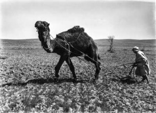 Feldbau : Ein Mann der Berber bestellt ein Feld mit Hilfe eines Kamels.