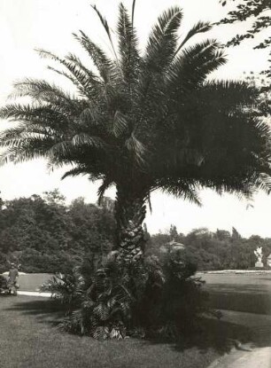 Dresden. Großer Garten. Schmuckplatz mit Palme