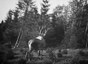 Hirsch in freier Natur