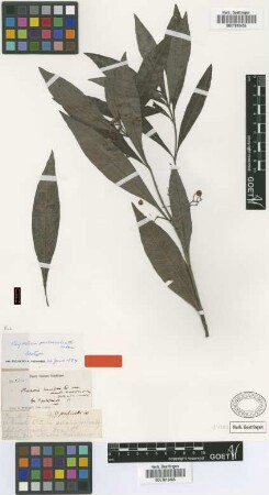 Psychotria pulverulenta Urb. [isotype]