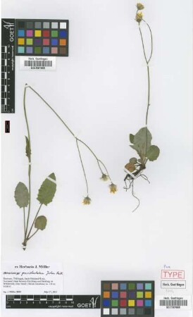 Hieracium grossidentatum Joch.Mull. [paratype]