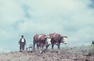 Schwarzwald. Bauer beim Pflügen mit Ochsengespann
