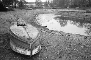 Fischsterben im Schwanensee des Stadtgartens