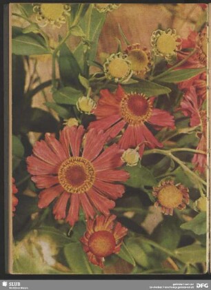 Rote Blüten