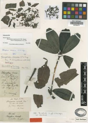Rhizophora racemosa G.F.W.Meyer [holotype]