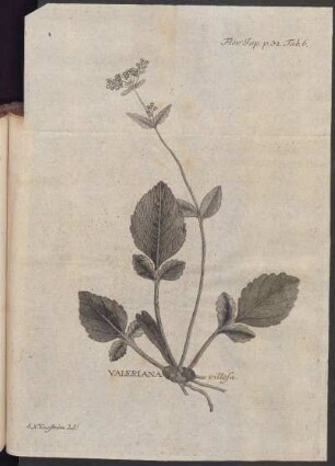 Valeriana villosa