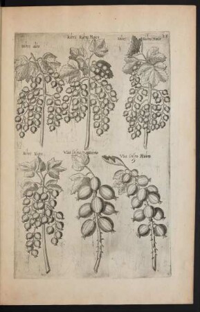 Taf. 33. [Ribes]