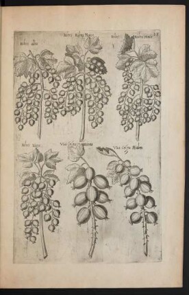 Taf. 33. [Ribes]