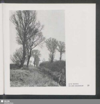 Alte Weiden An Der Niederelbe