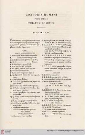 Corporis humani facie aversa stratum quartum