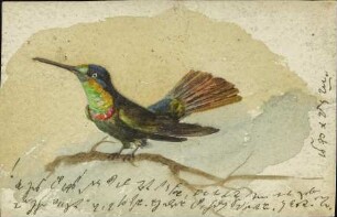 [Kolibri]