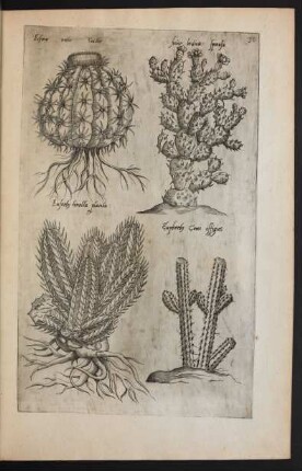 Taf. 30. [Echinocactus, Ficus-indica und Euphorbia]