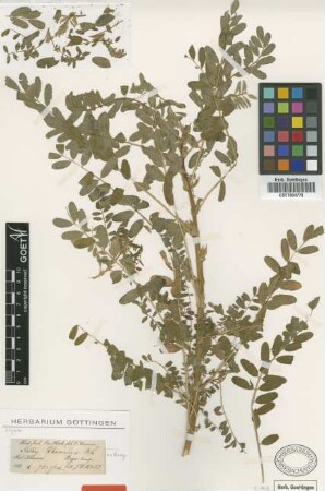 Astragalus khasianus Benth. ex Bunge [type]
