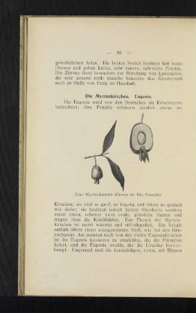 Die Myrtenkirschen. Eugenia.