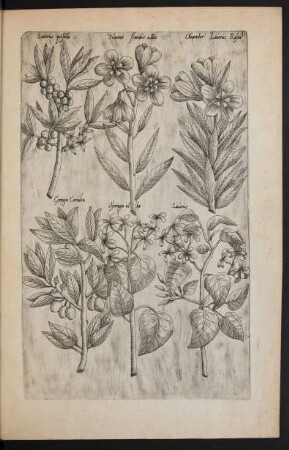 Taf. 41. [Laurus, Oleander und Syringa]