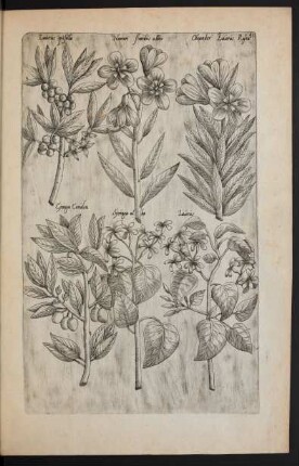 Taf. 41. [Laurus, Oleander und Syringa]
