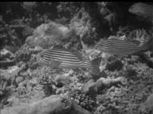 Labroides dimidiatus (Labridae) - Putzen verschiedener Fische (Freiwasseraufnahmen)