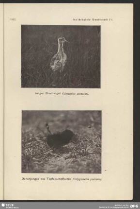 Junger Bachvogel, Numenius arcuatus