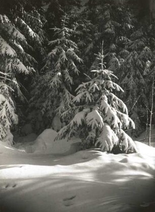 Osterzgebirge. Verschneite Fichten (Picea) an der Straße Schellerhau - Altenberg