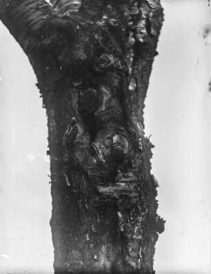 Wendehals : Wendehals (Jynx torquilla L.) vor der Nisthöhle