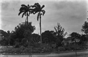 Sertão Vegetation : Blick auf einen Platz mit Sertão Vegetation.
