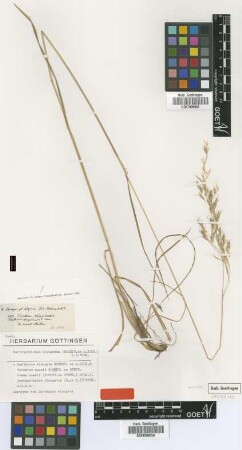 Danthonia elongata Hochst. ex A.Rich. [isotype]