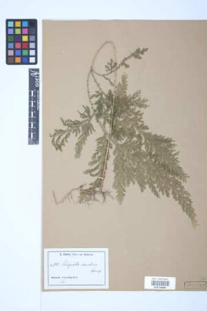 Selaginella myosurus (Sw.) Alston