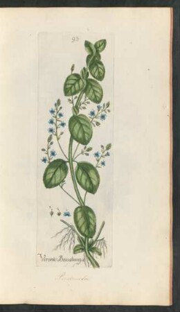 93. Veronica beccabunga