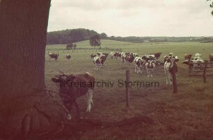 Sehmsdorf: Rinderherde auf Weide: vorn Zaun: rechts Gatter: links Baumstamm: hinten Knicklandschaft