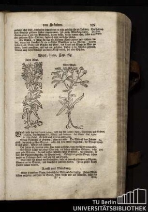 Cap. 168. Weyd, Isatis.