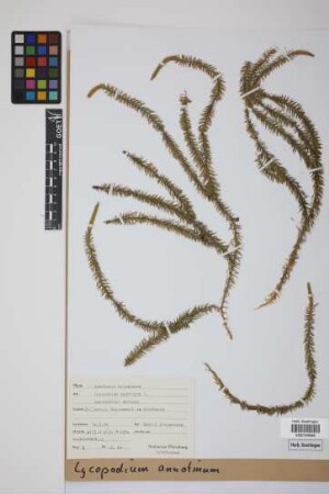 Lycopodium annotinum annotinum L.
