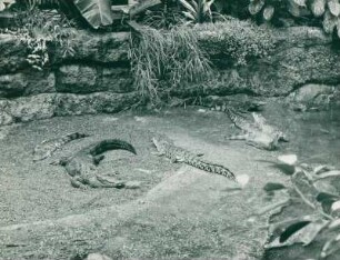 Aquarium Berlin: Krokodile