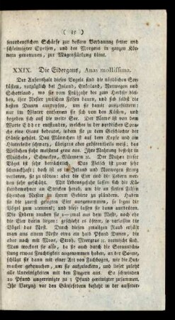 XXIX. Die Eidergans, Anas mollissima.