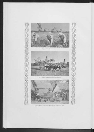 Fig. 5. Schneiden der ausgereiften Pflanzen.